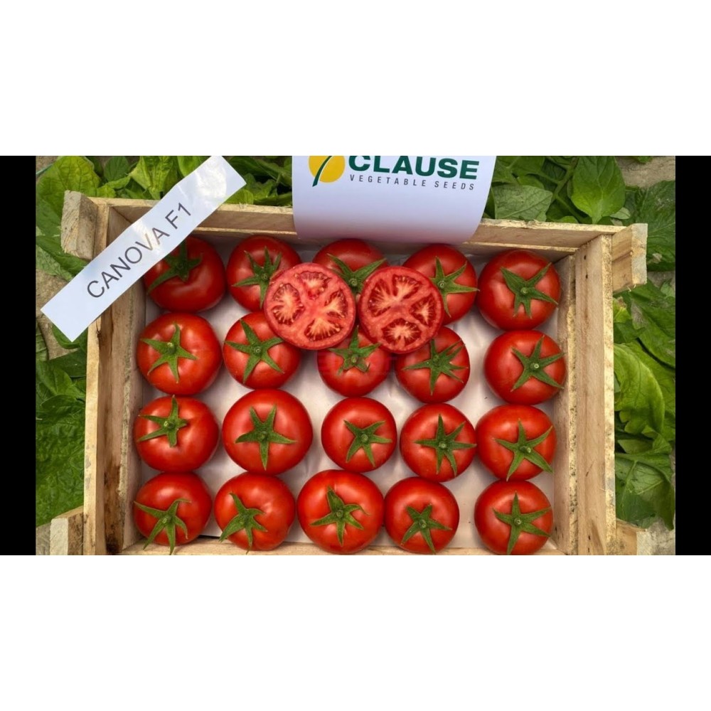 Seminte de tomate CANOVA F1