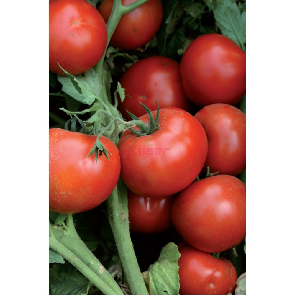 Seminte de tomate LOJAIN F1 