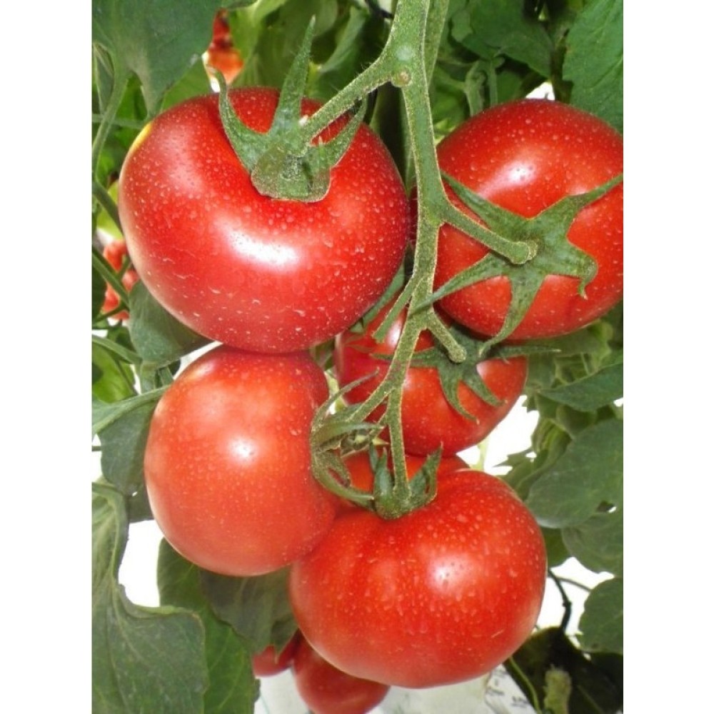 Seminte de tomate LORELY F1 