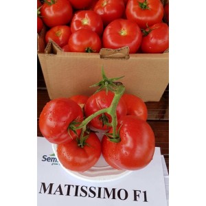 Seminte de tomate MATISSIMO F1