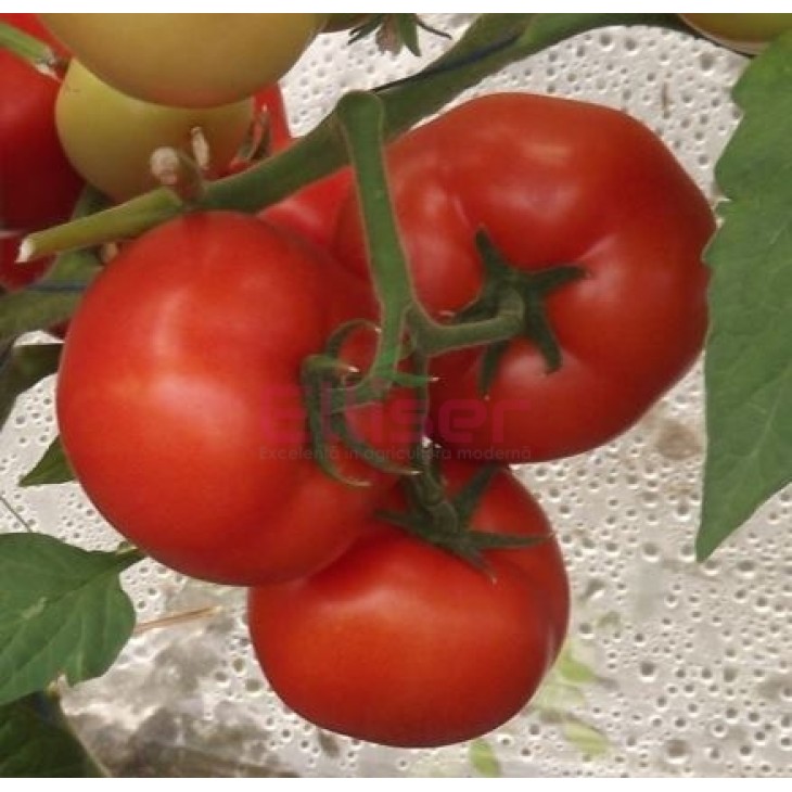 Seminte de tomate QUALITET F1