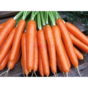 Romance F1
